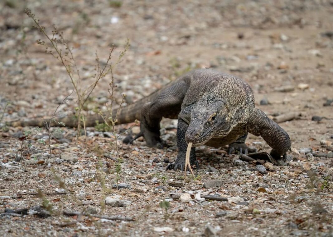 Rồng Komodo khổng lồ trên đảo vươn cái lưỡi chẻ đôi đánh hơi con mồi