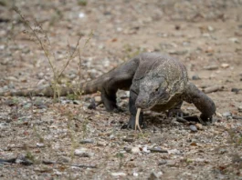 Rồng Komodo khổng lồ trên đảo vươn cái lưỡi chẻ đôi đánh hơi con mồi