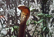 Hổ Chúa: Loài Rắn Độc Dài Nhất Thế Giới Tại Việt Nam Hổ Chúa (Ophiophagus hannah) — mẫu vật bảo tàng minh họa hình thái đặc trưng của loài rắn độc dài nhất thế giới