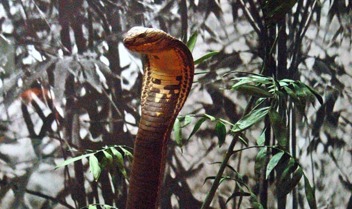 Hổ Chúa (Ophiophagus hannah) — mẫu vật bảo tàng minh họa hình thái đặc trưng của loài rắn độc dài nhất thế giới
