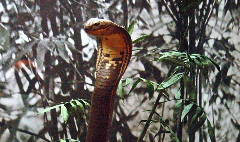 Hổ Chúa: Loài Rắn Độc Dài Nhất Thế Giới Tại Việt Nam