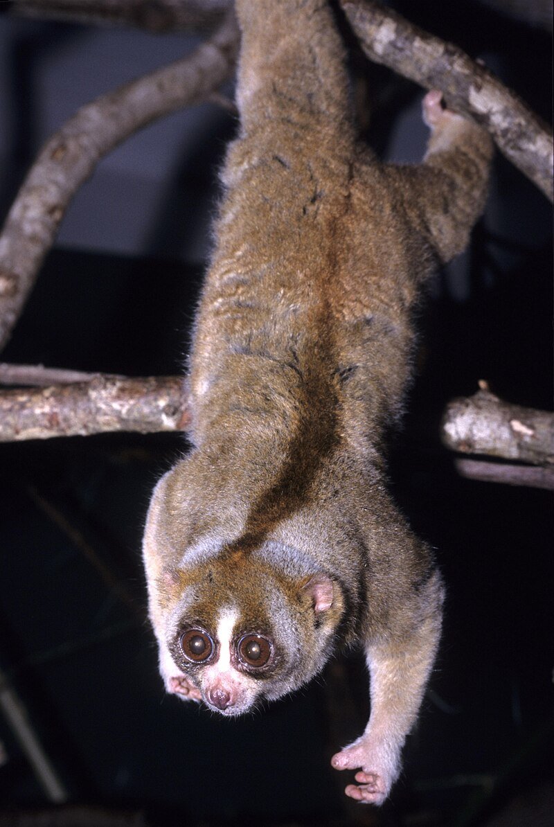 Cu li lớn (Nycticebus coucang) với đôi mắt tròn lớn đặc trưng của linh trưởng ăn đêm