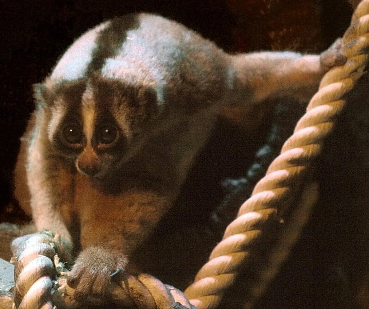 Cu li Java (Nycticebus javanicus) - phân loài cực kỳ nguy cấp đang bị săn bắt để nuôi làm thú cưng