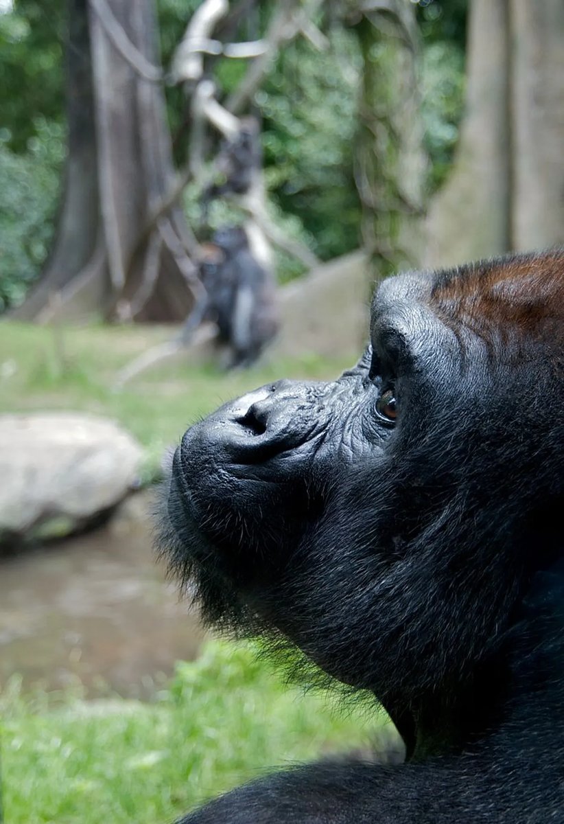 Một con khỉ đột phía tây đang ngồi yên lặng suy tư