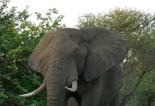 Voi Châu Phi: Loài Động Vật Trên Cạn Lớn Nhất Thế Giới Voi đực trưởng thành Loxodonta africana tại Kruger NP, Nam Phi