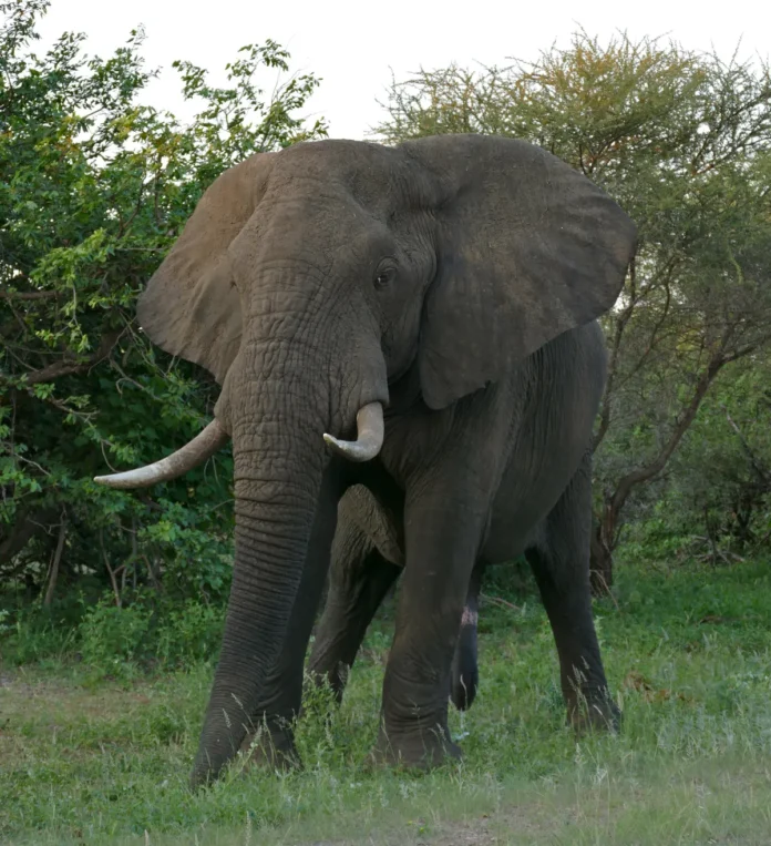 Voi đực trưởng thành Loxodonta africana tại Kruger NP, Nam Phi