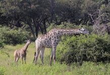 Hươu Cao Cổ – Cỗ Máy Bơm Máu Chống Trọng Lực Của Châu Phi Hươu cao cổ đứng giữa đồng cỏ châu Phi