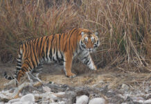 Hổ Bengal – Chúa Tể Rừng Già Nặng 230 Kg Của Ấn Độ Hổ Bengal trưởng thành đực trong môi trường tự nhiên tại Ấn Độ