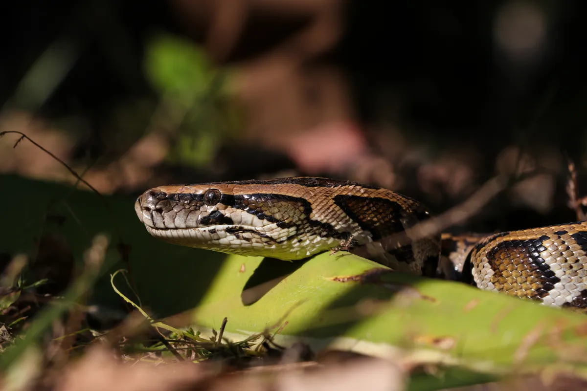 Trăn Miến Điện Python bivittatus trong môi trường tự nhiên tại Nepal