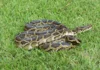 Trăn Miến Điện Trăn Miến Điện Python bivittatus cuộn trên cây