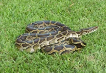 Trăn Miến Điện Trăn Miến Điện Python bivittatus cuộn trên cây