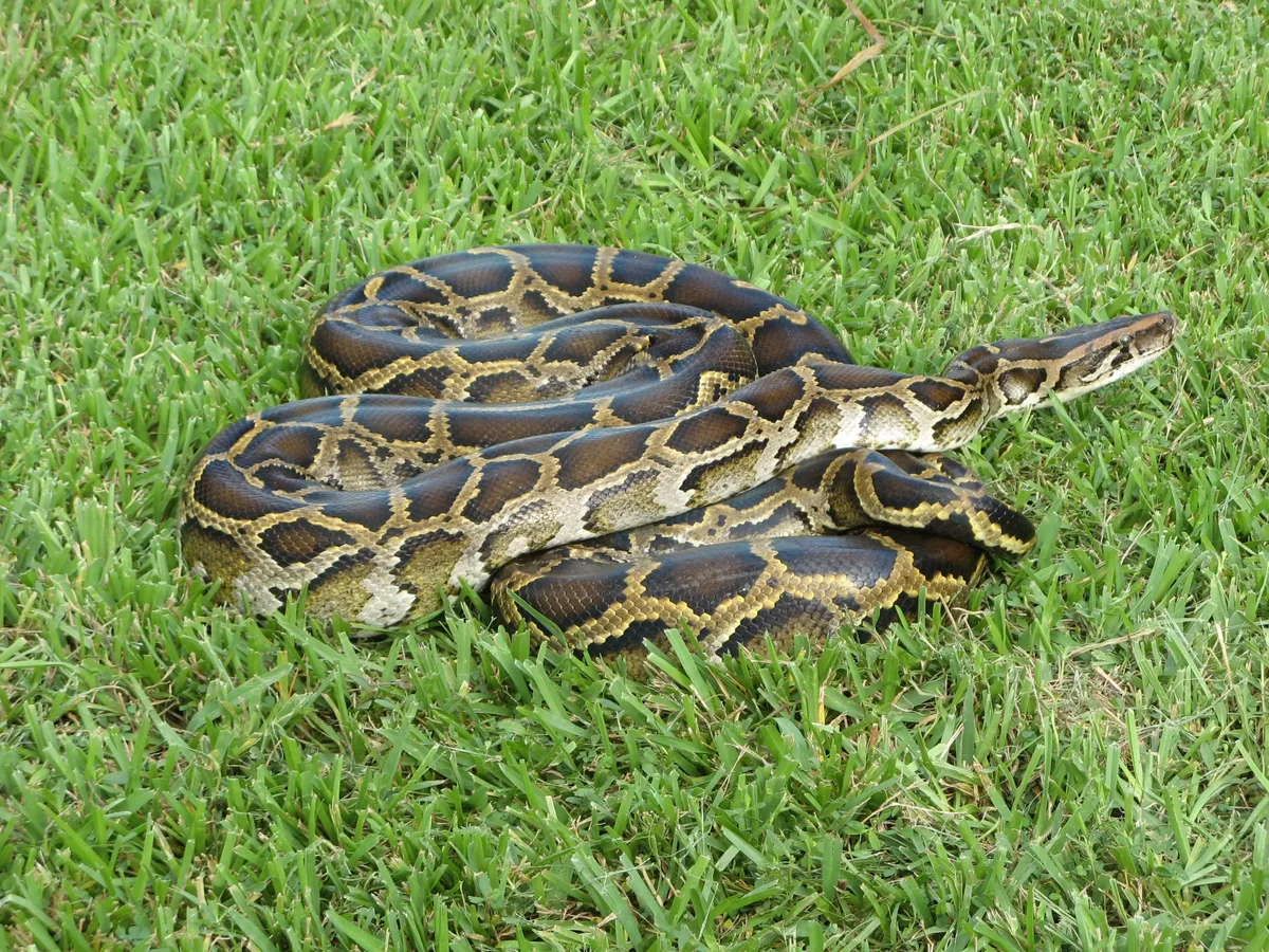 Trăn Miến Điện: Loài Rắn Xâm Lấn Đang Nuốt Chửng Everglades