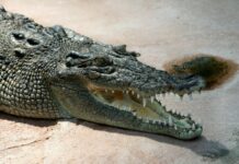 Cá Sấu Nước Mặn: Loài Bò Sát Lớn Nhất Thế Giới Còn Sống Cá sấu nước mặn Crocodylus porosus - loài bò sát lớn nhất thế giới