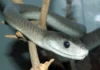 Rắn Mamba Đen: Bóng Ma Chết Chóc Của Lục Địa Châu Phi Rắn mamba đen