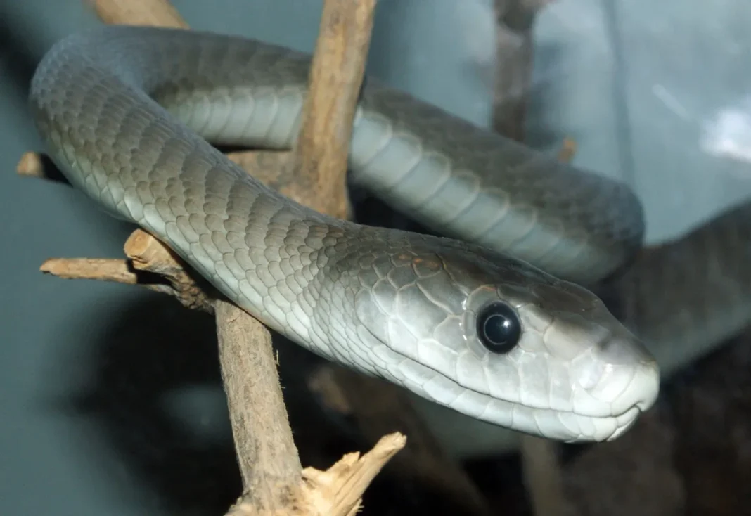 Rắn mamba đen
