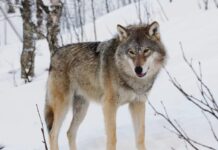 Sói Xám – Chiến Thuật Sinh Tồn Hoàn Hảo Của Loài Mãnh Thú Bắc Bán Cầu Đàn sói xám băng qua nền tuyết trắng giữa khu rừng lá kim