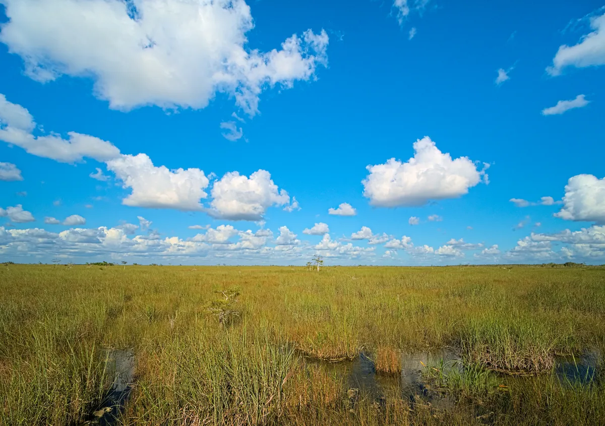 Vùng đầm lầy Everglades Florida nơi trăn Miến Điện xâm lấn