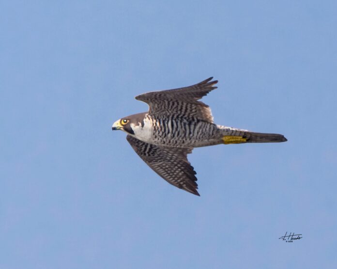 Chim cắt lớn (Falco peregrinus) đang sải cánh trên bầu trời