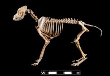 Chó Golden Retriever: Giá Bán, Tính Cách & Cách Chăm Sóc Chó Golden Retriever với bộ lông vàng rực dưới nắng