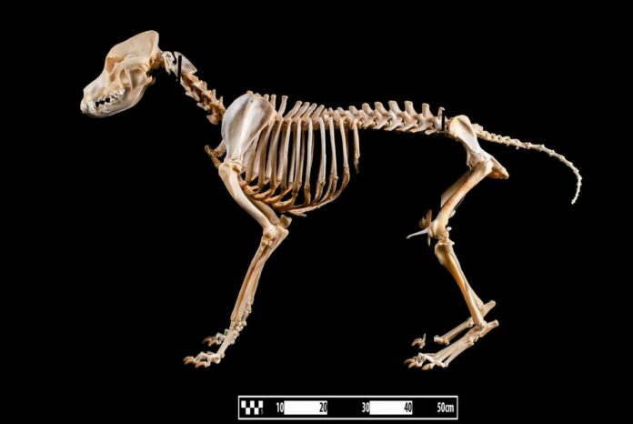 Chó Golden Retriever với bộ lông vàng rực dưới nắng