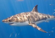 Cá Mập Trắng Lớn – Cỗ Máy Đoạt Mạng Bằng Cảm Biến Điện Trường Cá mập trắng lớn há ngoạm hàm răng nhọn hoắt trồi lên mặt nước