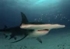 Cá Mập Búa Cá mập búa lớn (Great Hammerhead) bơi dưới đại dương