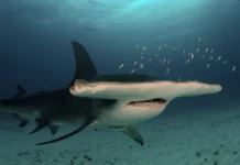 Cá Mập Búa Cá mập búa lớn (Great Hammerhead) bơi dưới đại dương