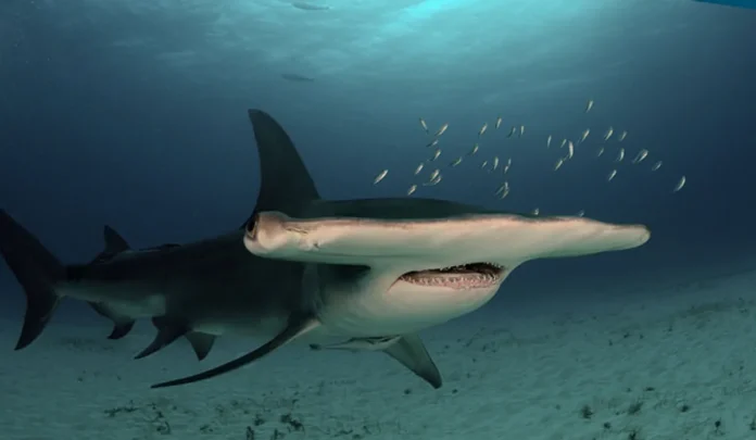 Cá mập búa lớn (Great Hammerhead) bơi dưới đại dương