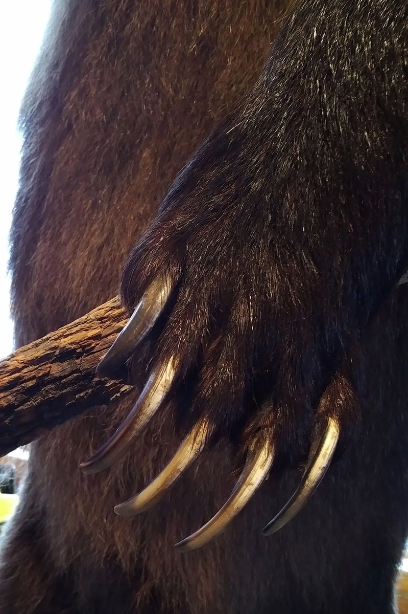 vuốt gấu grizzly