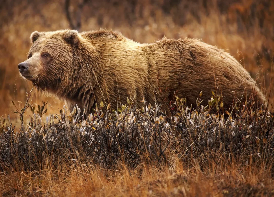 Gấu grizzly Bắc Mỹ