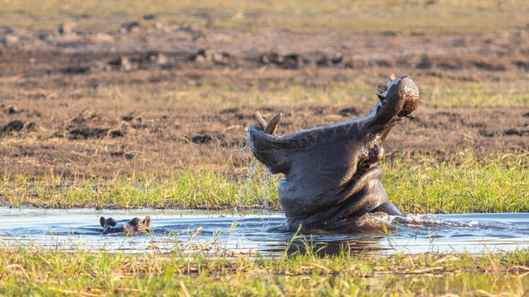 Hà mã ngáp rộng miệng trong ráng chiều tại Maasai Mara