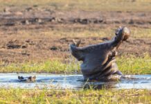 Hà Mã – Kẻ Sát Sinh Giấu Mặt Dưới Diện Mạo Cục Mịch Hà mã ngáp rộng miệng trong ráng chiều tại Maasai Mara