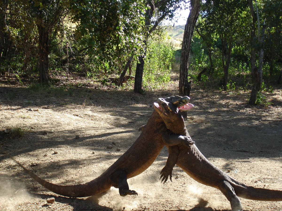 Hai con rong Komodo dang vat lon