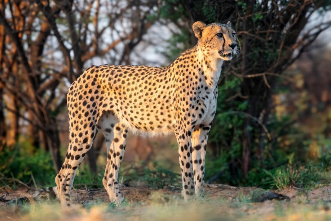 Góc nghiêng thần thánh của báo cheetah với những vệt nước mắt đặc trưng