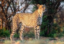 Báo Cheetah – Nhanh Nhất Nhưng Lại Là Kẻ Yếu Đuối Của Lục Địa Đen Góc nghiêng thần thánh của báo cheetah với những vệt nước mắt đặc trưng