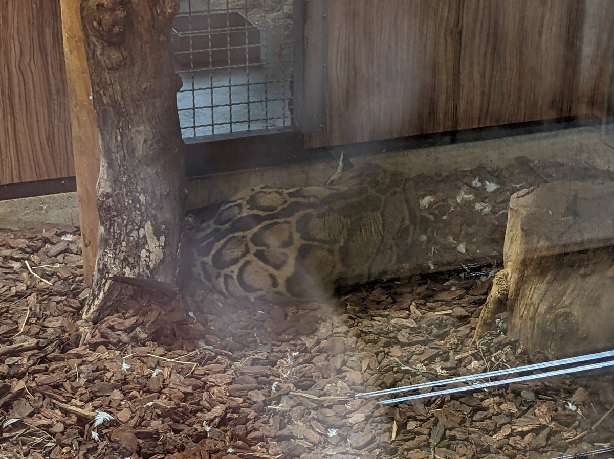 Cận cảnh khuôn mặt báo gấm Đông Dương với đôi mắt sắc lạnh màu hổ phách và hoa văn mây đặc trưng