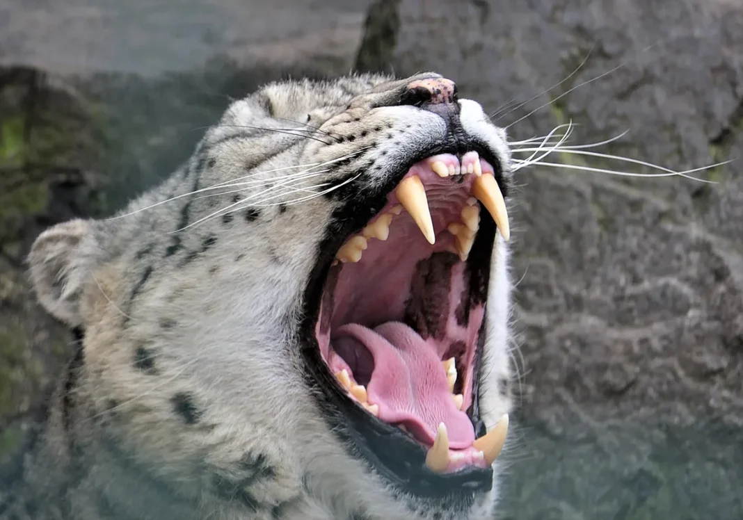 Báo tuyết Panthera uncia trên nền tuyết trắng
