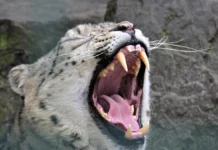 Báo Tuyết: Bóng Ma Của Dãy Himalaya Đang Dần Biến Mất Báo tuyết Panthera uncia trên nền tuyết trắng