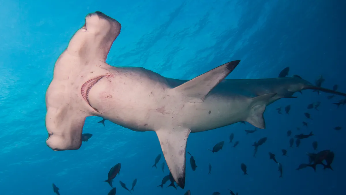 Cá mập búa đầu vồng (Scalloped Hammerhead, Sphyrna lewini) dưới nước