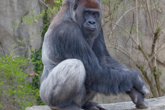 Khỉ Đột Phía Tây - Sự Trớ Trêu Của Việc Quá Giống Con Người Khỉ đột lưng bạc trưởng thành đứng hiên ngang trong rừng rậm