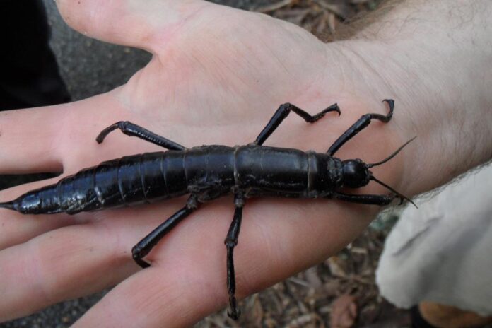 Bọ que ở Đảo Lord Howe phasmid