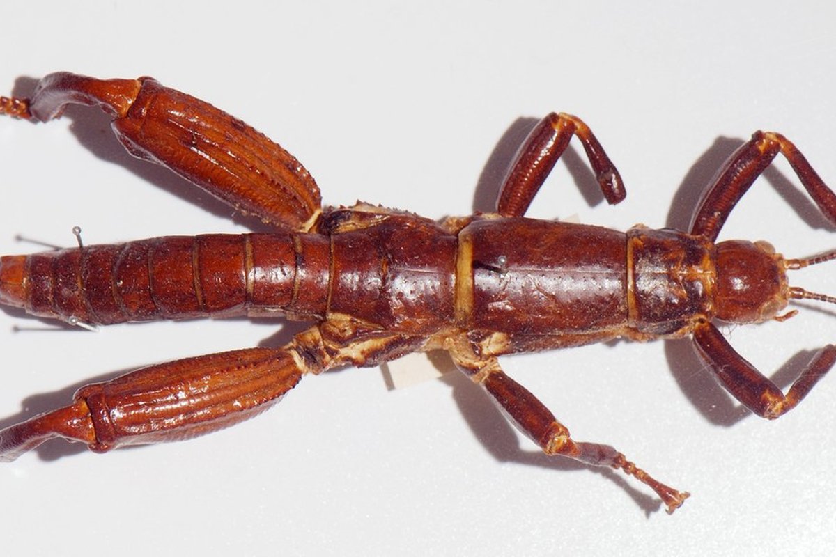 Côn trùng que đảo Lord Howe (Dryococelus australis) tại Bảo tàng Melbourne.