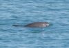 Cá heo Vaquita: Loài thú biển tí hon đang đếm ngược từng ngày trên Trái Đất Cá heo Vaquita (Phocoena sinus), loài cá heo cực kỳ nguy cấp đặc hữu ở phía bắc Vịnh California.
