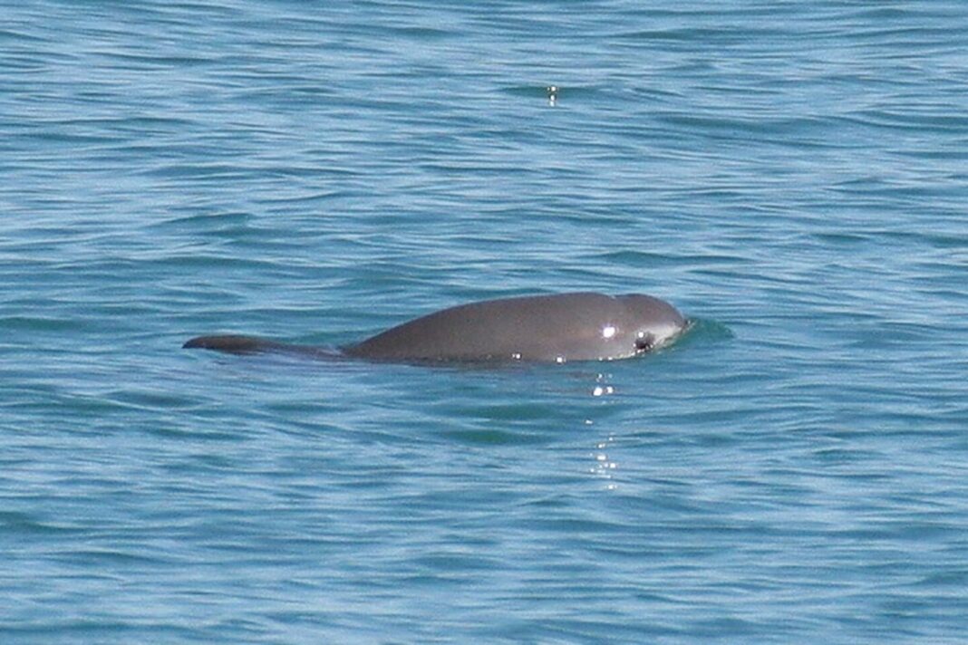 Cá heo Vaquita (Phocoena sinus), loài cá heo cực kỳ nguy cấp đặc hữu ở phía bắc Vịnh California.