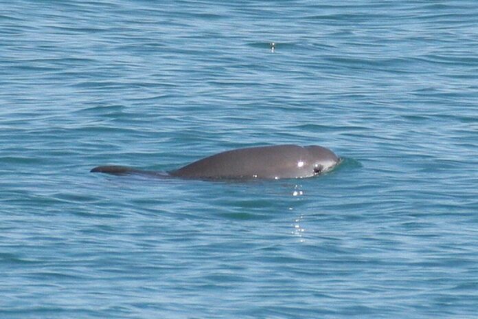 Cá heo Vaquita (Phocoena sinus), loài cá heo cực kỳ nguy cấp đặc hữu ở phía bắc Vịnh California.