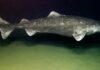 Cá mập Greenland sống bao lâu? Bí ẩn sinh vật 400 tuổi dưới đáy biển Cá mập Greenland (Somniosus microcephalus)