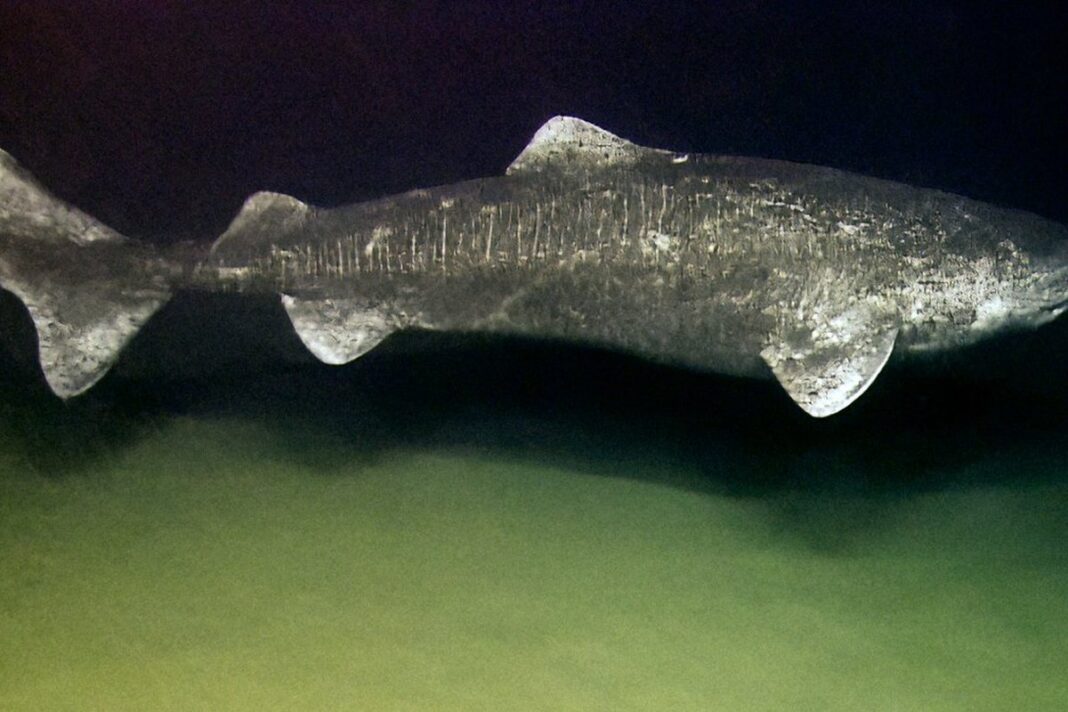Cá mập Greenland (Somniosus microcephalus)