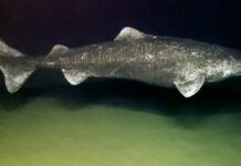 Cá mập Greenland sống bao lâu? Bí ẩn sinh vật 400 tuổi dưới đáy biển Cá mập Greenland (Somniosus microcephalus)