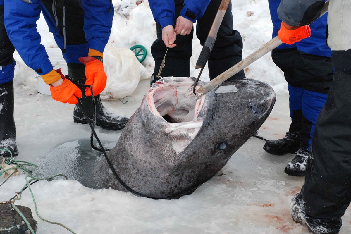 Pulling a ca. 4-metres female Greenland Shark onto the sea ice (shot by S. Dennard)