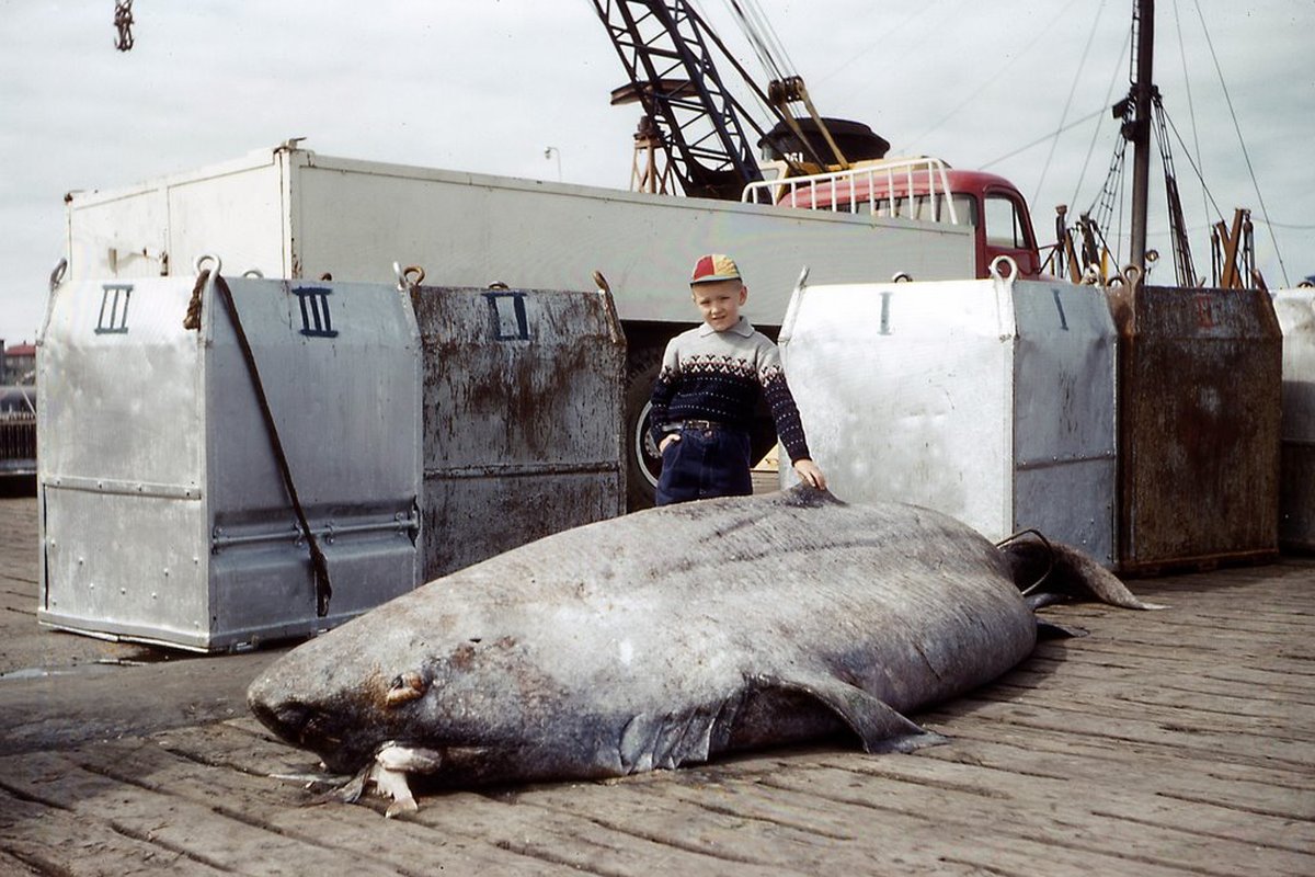 Greenland shark (Somniosus microcephalus)